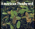 American Pondweed.