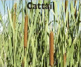 Cattail.