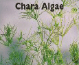 Chara Algae.