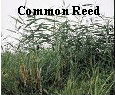 Common Reed.