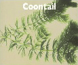 Coontail.