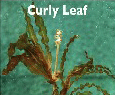 Curly Leaf.