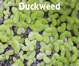 Duckweed.