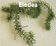 Elodea.