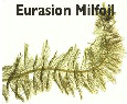 Eurasion Milfoil.