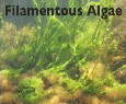 Filamentous Algae.