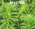 Hydrilla.
