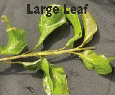 Large Leaf.