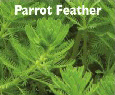 Parrot Feather.