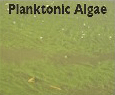 Planktonic Algae.