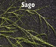 Sago.