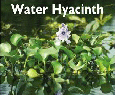Water Hyacinth.