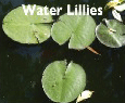 Water Lillies.