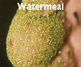 Watermeal.