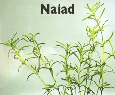 Naiad.